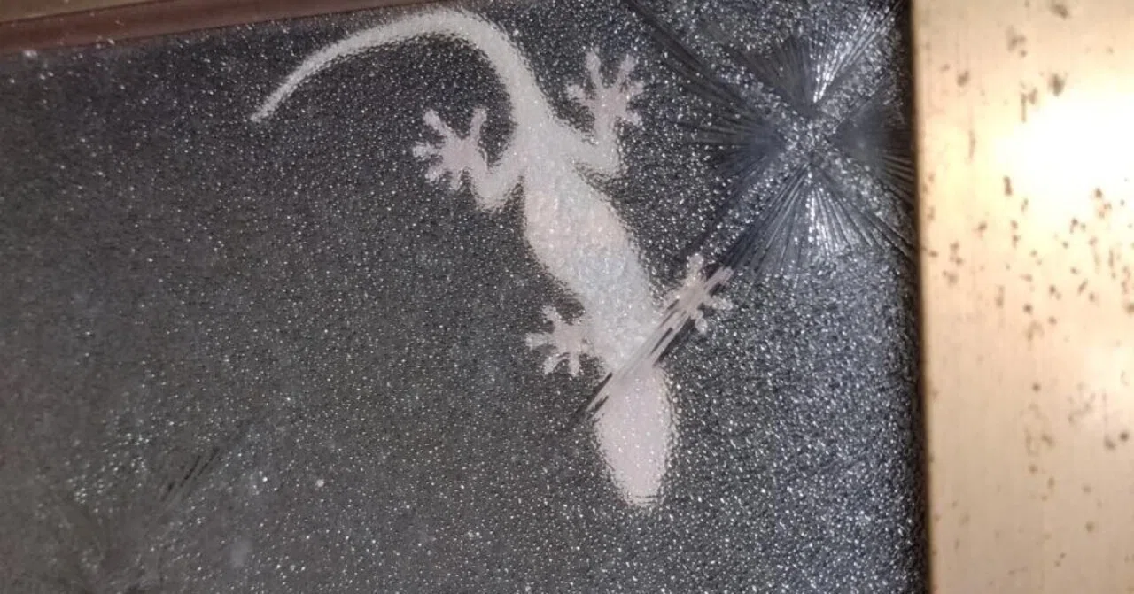 やもりさん4回目来てくれました。｜みすた