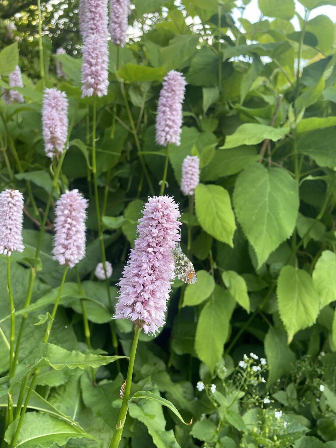 🇬🇧イギリス暮らしvol.26 ロンドン郊外の癒しの美術館