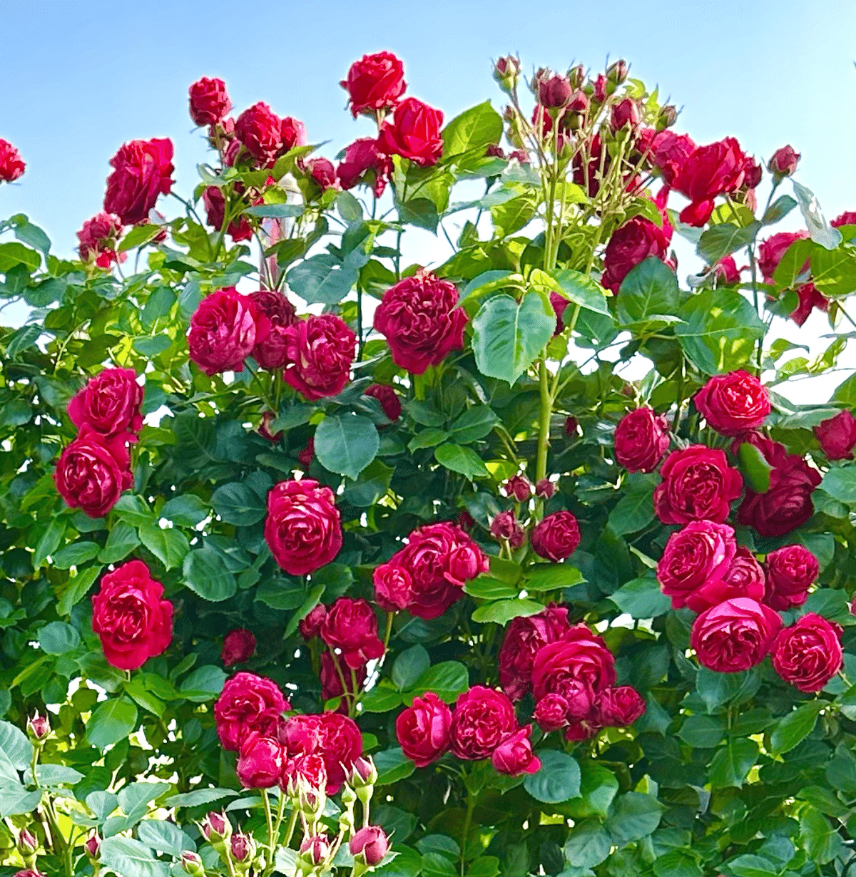Boochan8　8点+おまけ5点　ヨーロッパ　バラ園のある中庭他計8点 薔薇の庭から 2｜彩