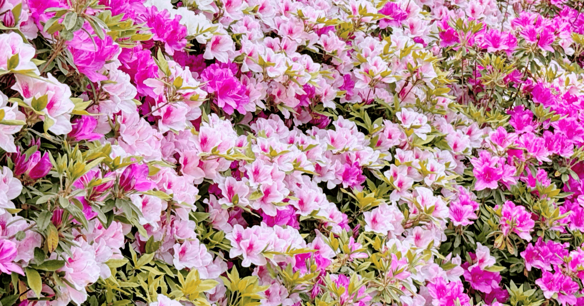 週テスト第12回Sコース｜honoka