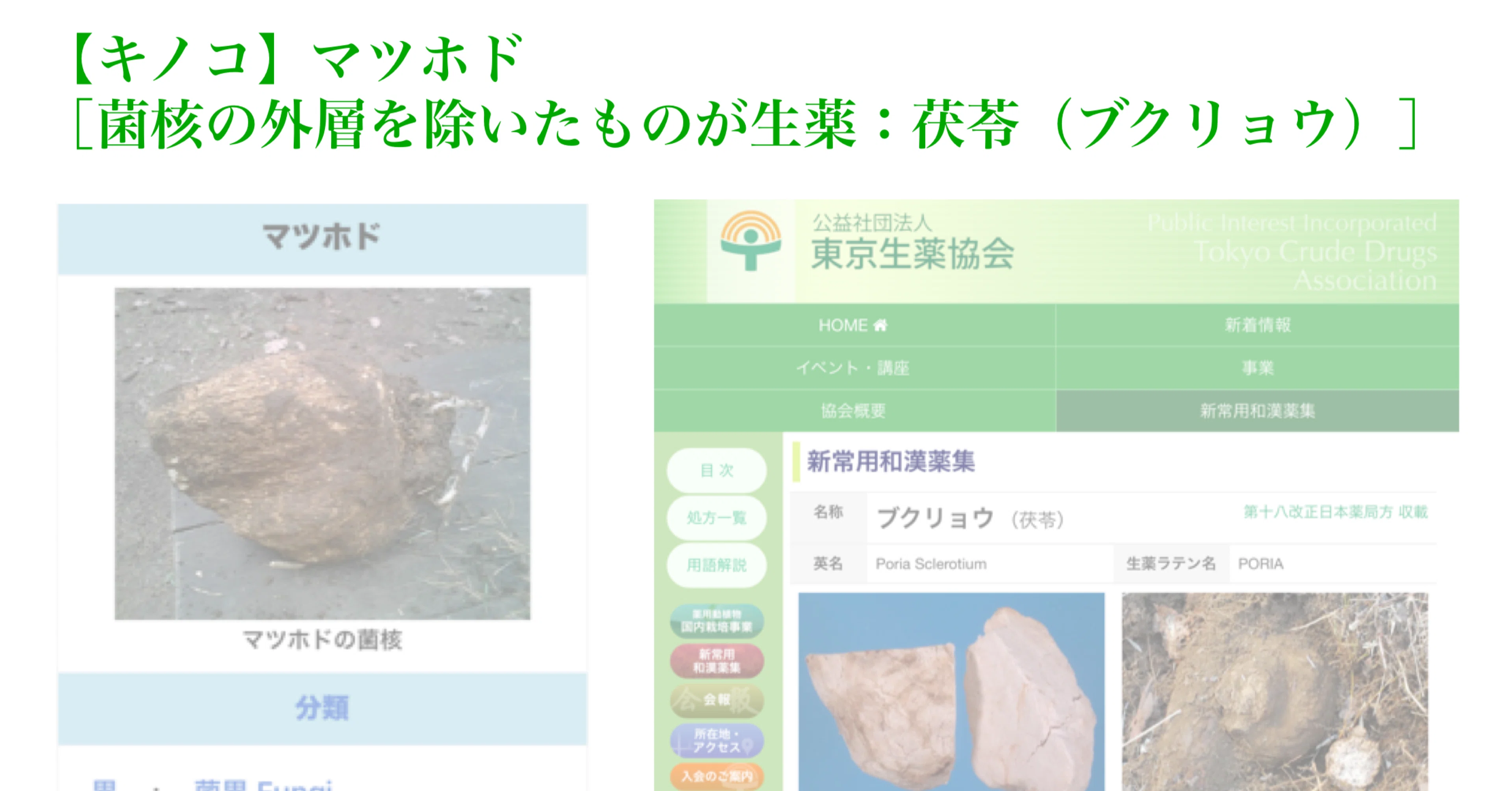 マツホド さるのこしかけ 松寄生 松塊 ブクリョウ 茯苓 漢方 