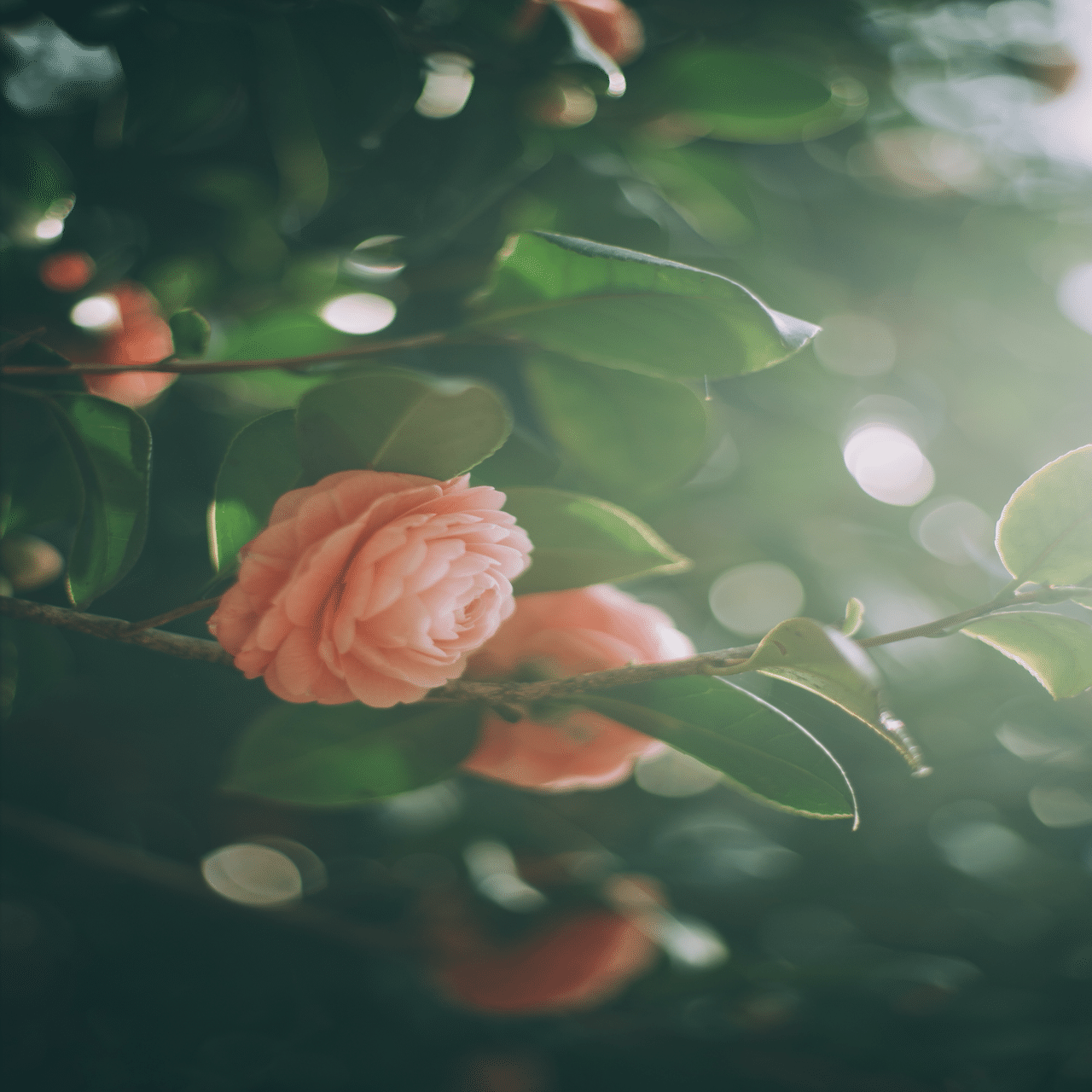 セット販売】VSCO プリセット 01-07+toolkit/color セット販売】VSCO