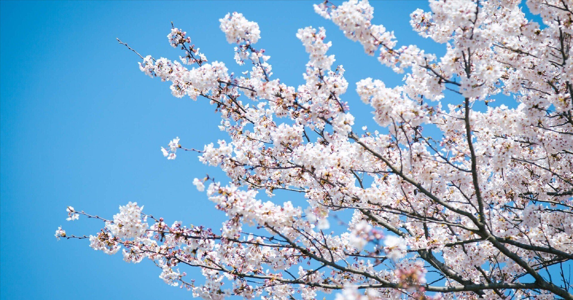 おまとめ二点　大自然　風と桜 富士山と桜が織りなす日本の原風景、忍野八海 | Trip.com 忍野村