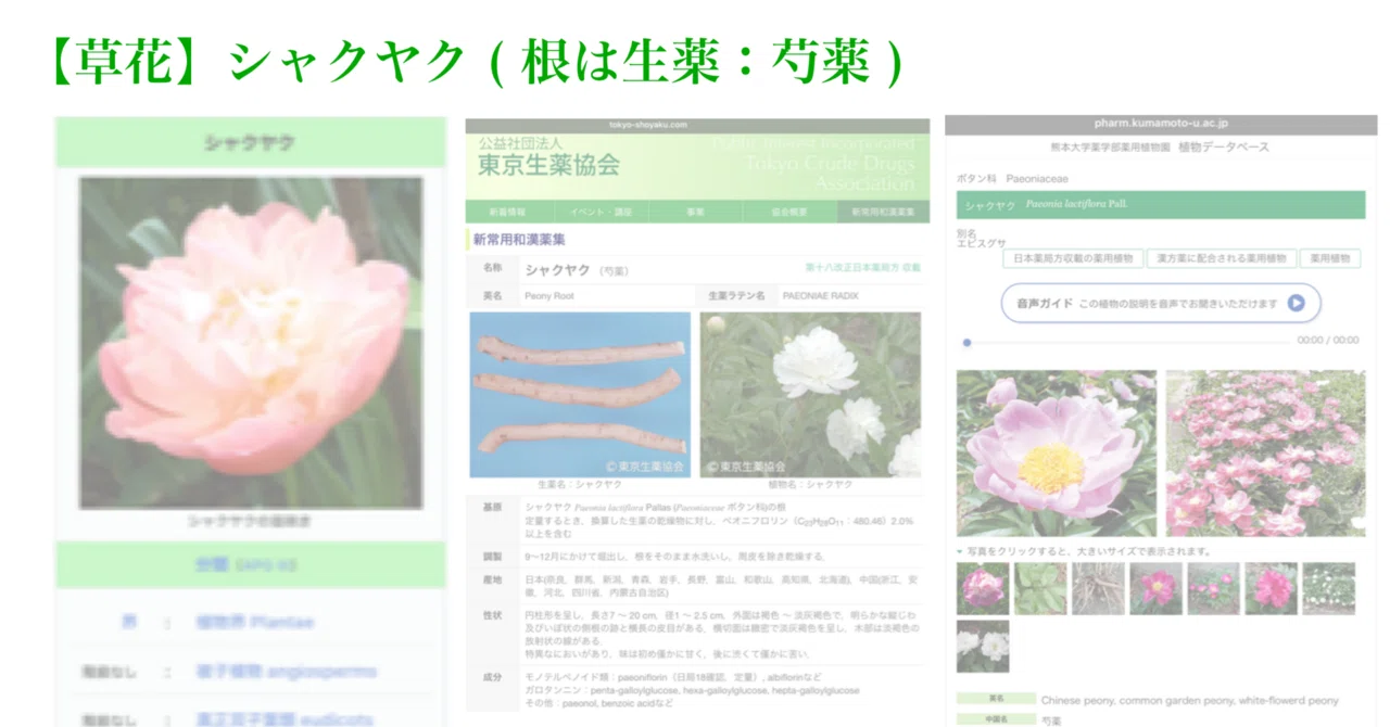 芍薬 シャクヤク 抜き根 芍薬 シャクヤク 抜き根