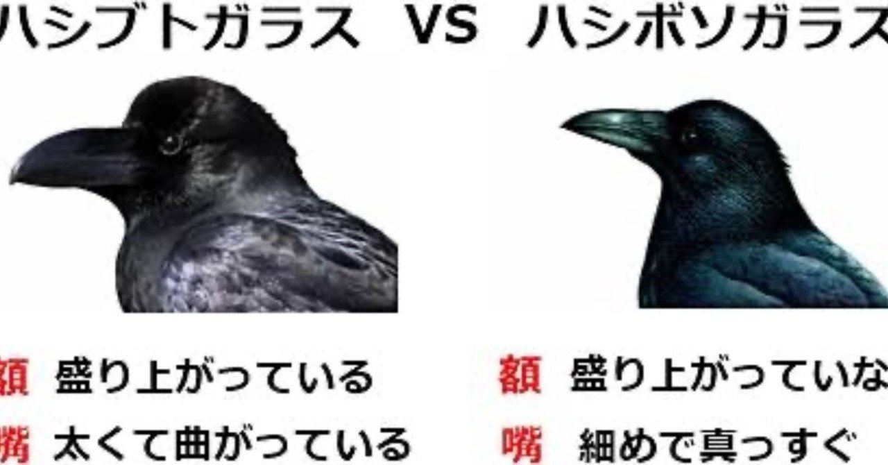 第3回 何回もカラス ハシブトガラス ハシボソガラス共に15回目 翆野 大地 Note 第3回 何回もカラス ハシブトガラス ハシボソガラス共に15回目 翆野 大地 Note