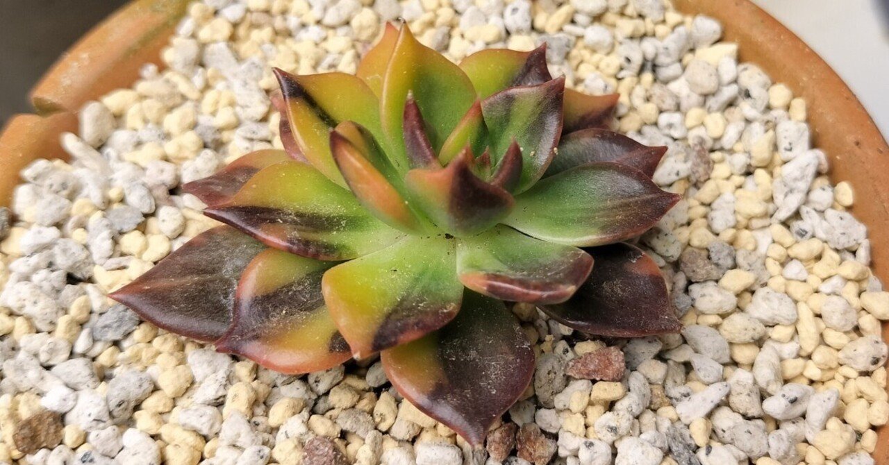 多肉植物 ブラックプリンス錦 #みさママ