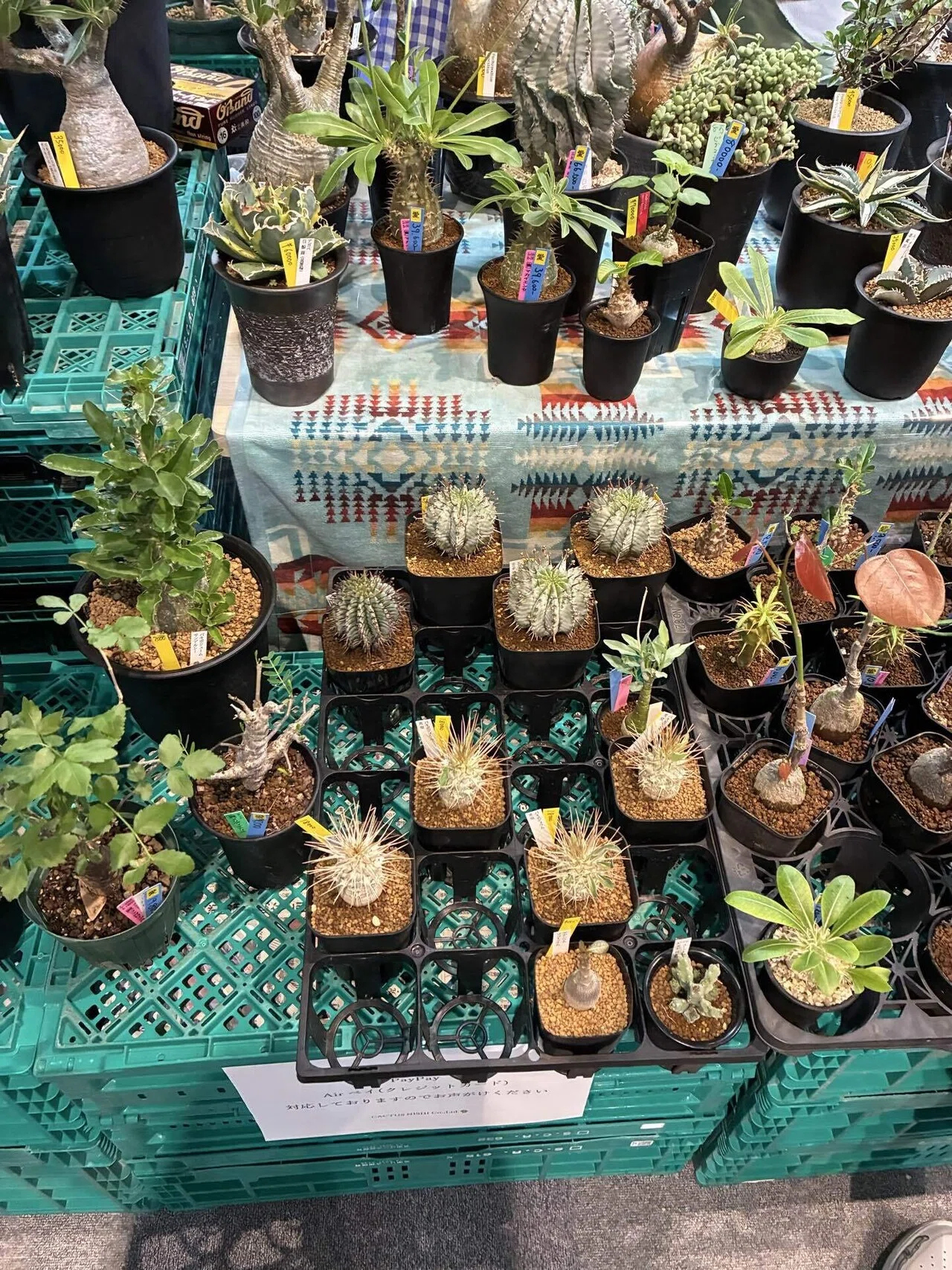 天下一植物界2025 行ってきた話〜｜パパ園芸