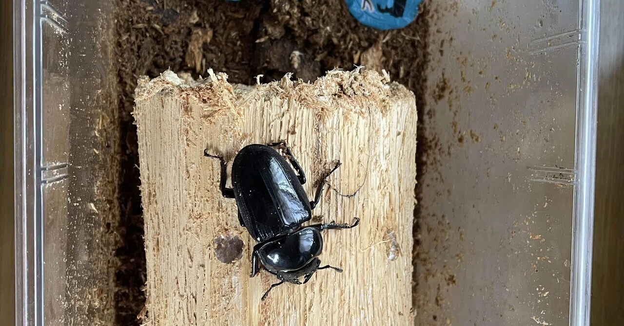 グランディスオオクワガタの産卵について｜Stag Beetle