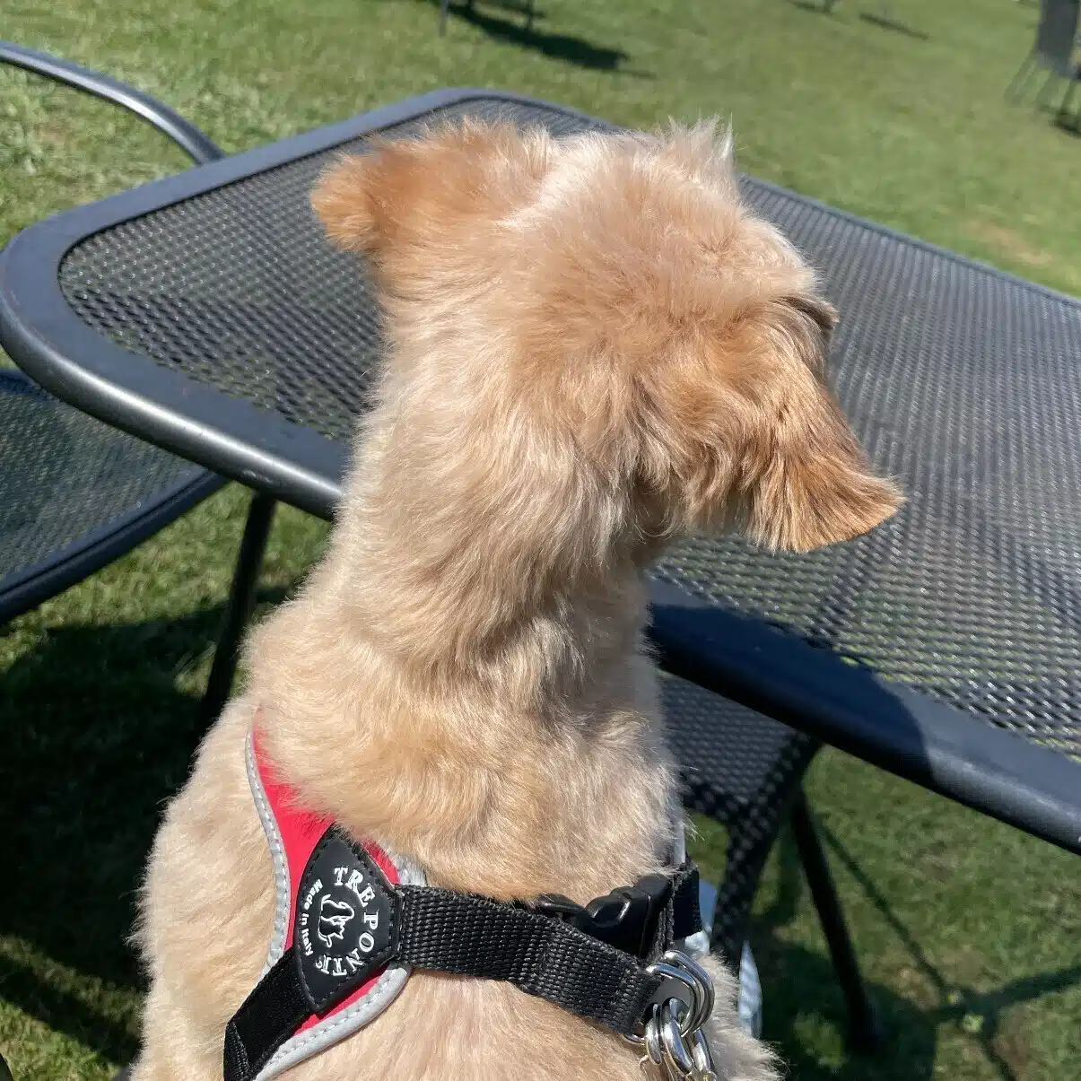 犬とコーヒーと静かな暮らし