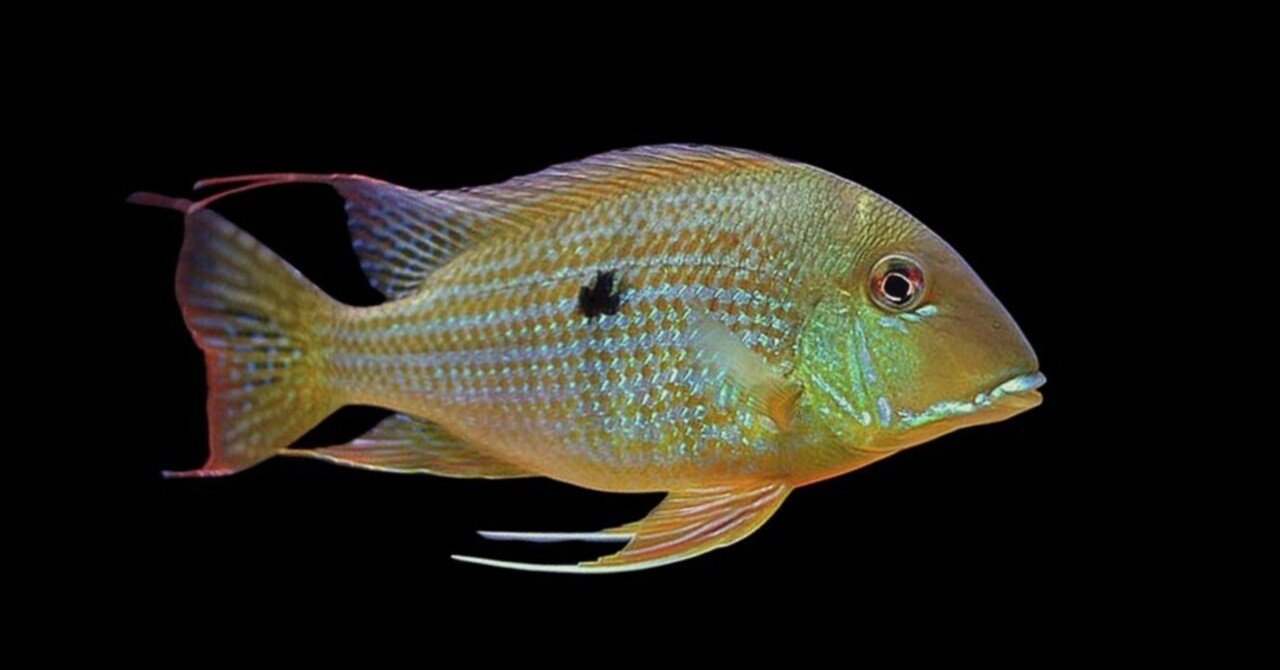 レッドゲオファーガス｜ゲオファーガスの仲間｜特徴・飼育方法・混泳