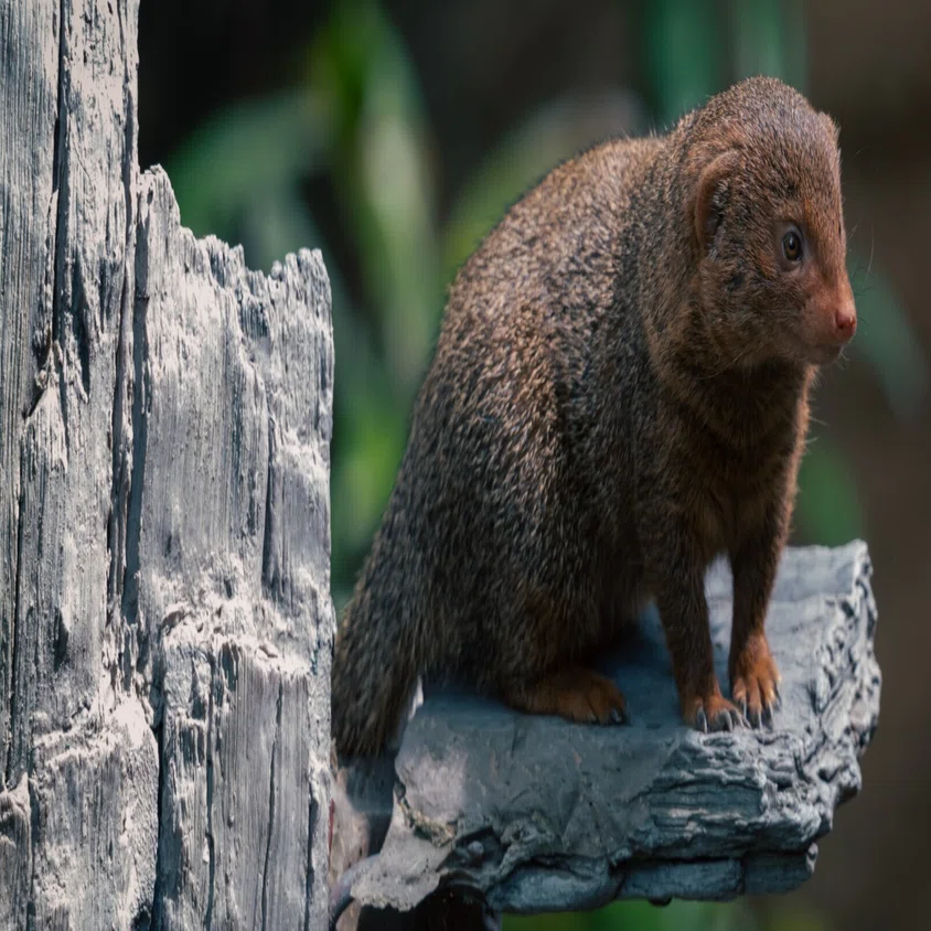 Leica SL2+SIGMA 100-400mm F5-6.3で撮る天王寺動物園｜ざりお
