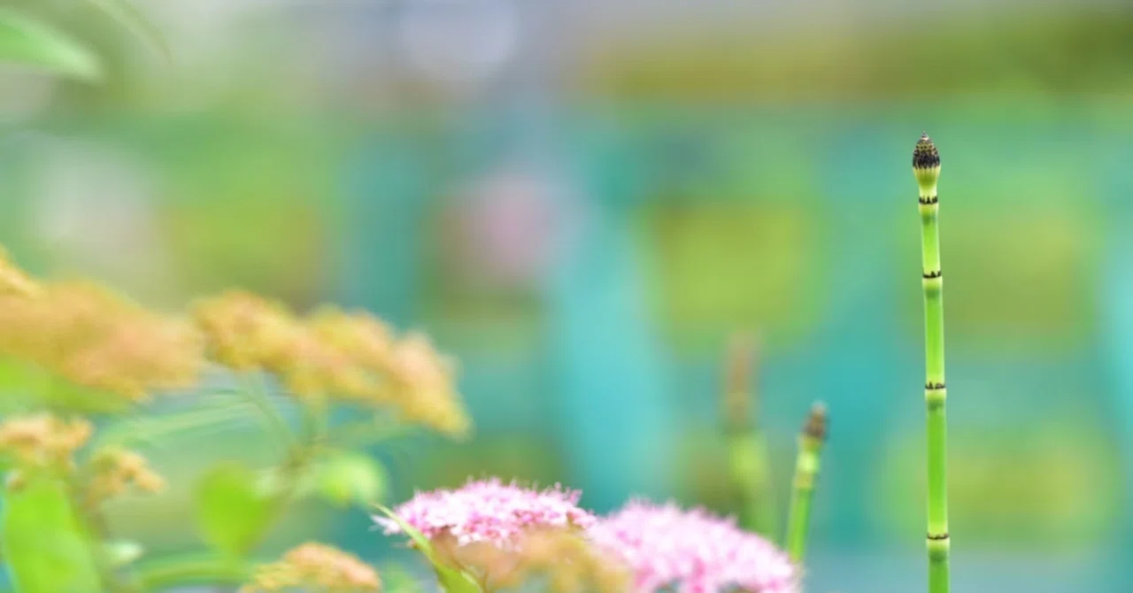 Accepting Impermanence and Enjoying Change｜M