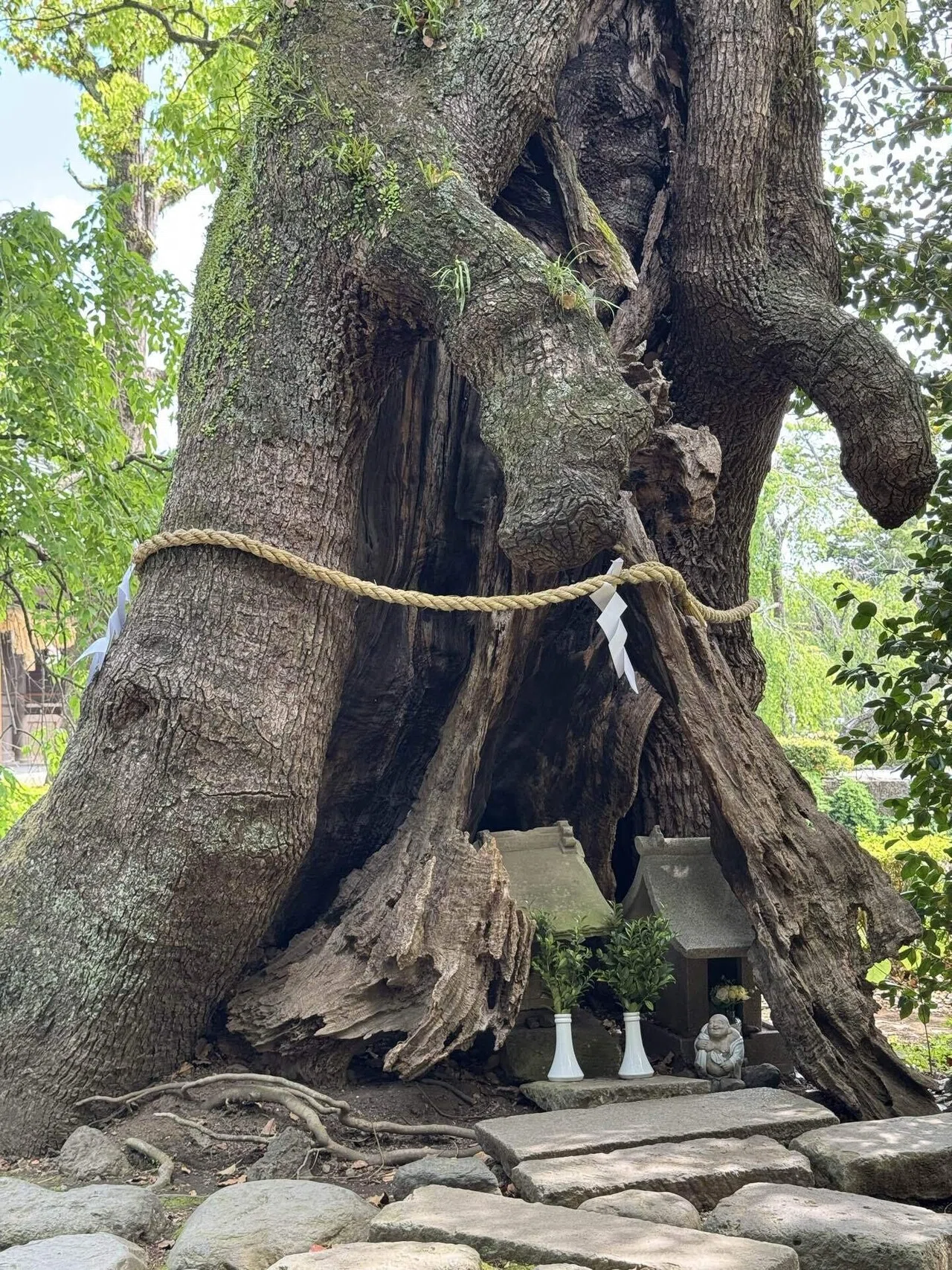 Great Camphor Tree 2025/05 Mishima Taisha｜福田博之