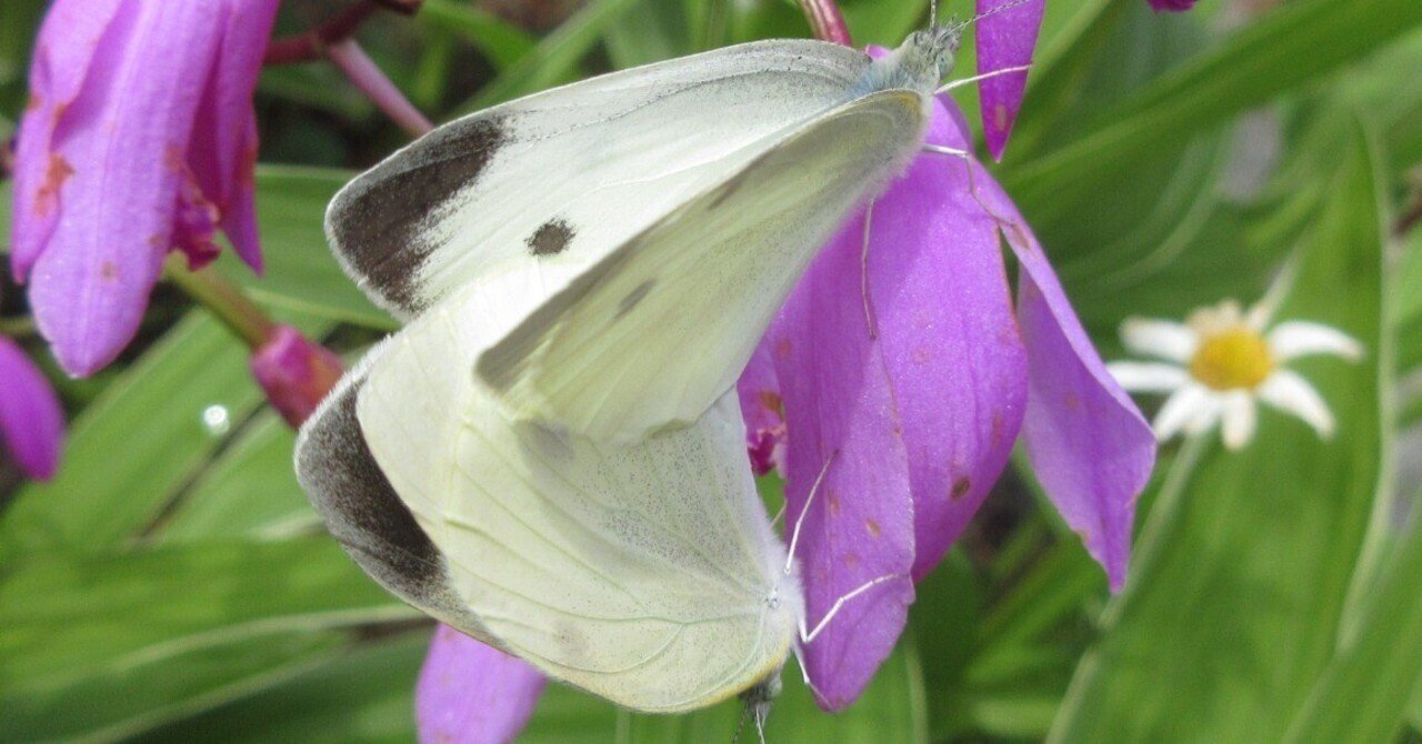 モンシロチョウの交尾｜ミニチュアちいさん