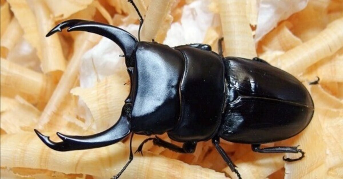ムシキング　パリーオオクワガタ ムシキング パリーオオクワガタセット - メルカリ