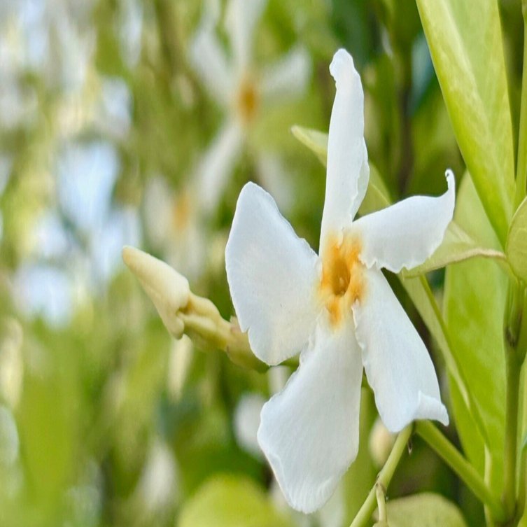 花言葉】定家葛（テイカカズラ）Star Jasmine｜璃桜（りおう）＠日常の彩り