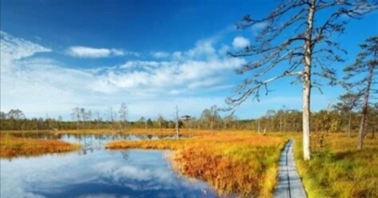 絵画、油絵、F15号、初夏ののエストニア、ラヘマー国立公園、佐原聖春