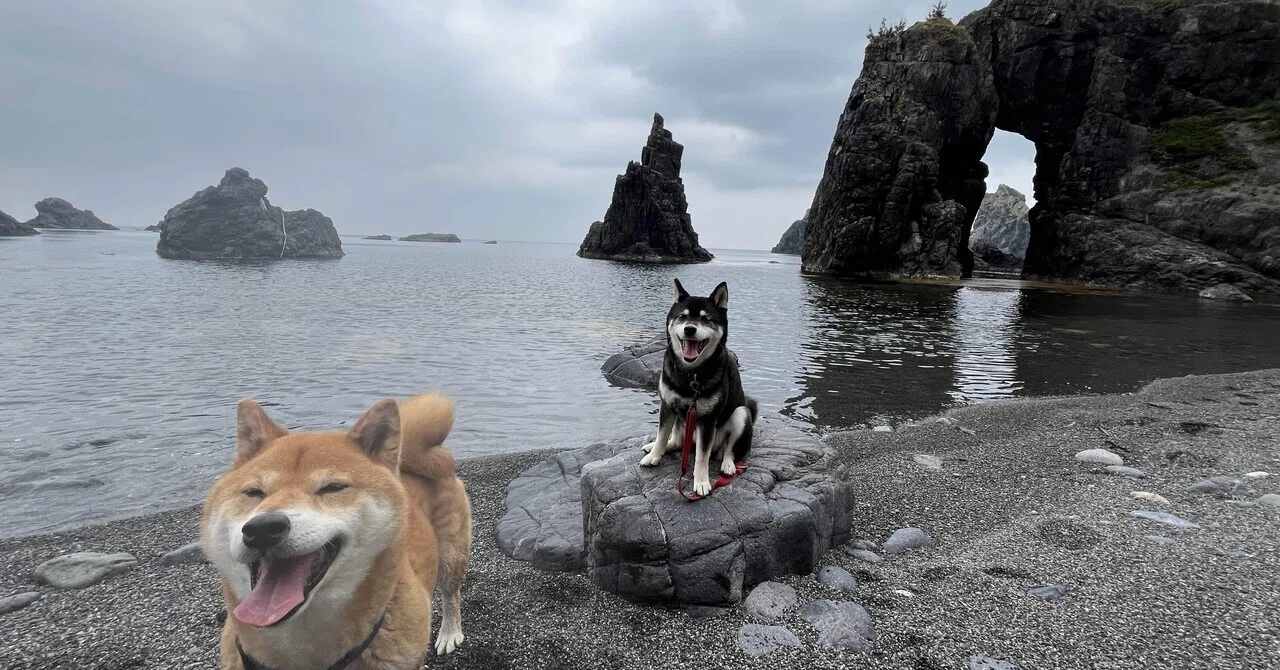 山口・青海島の絶景『海上アルプス』を愛犬と散策（20250521）｜ただりん
