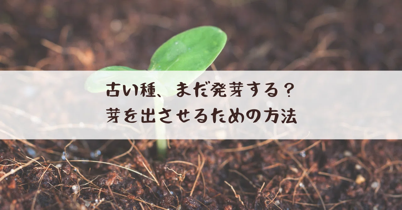 古い種、まだ発芽する？芽を出させるための方法｜選ぶ暮らし、整える生き方