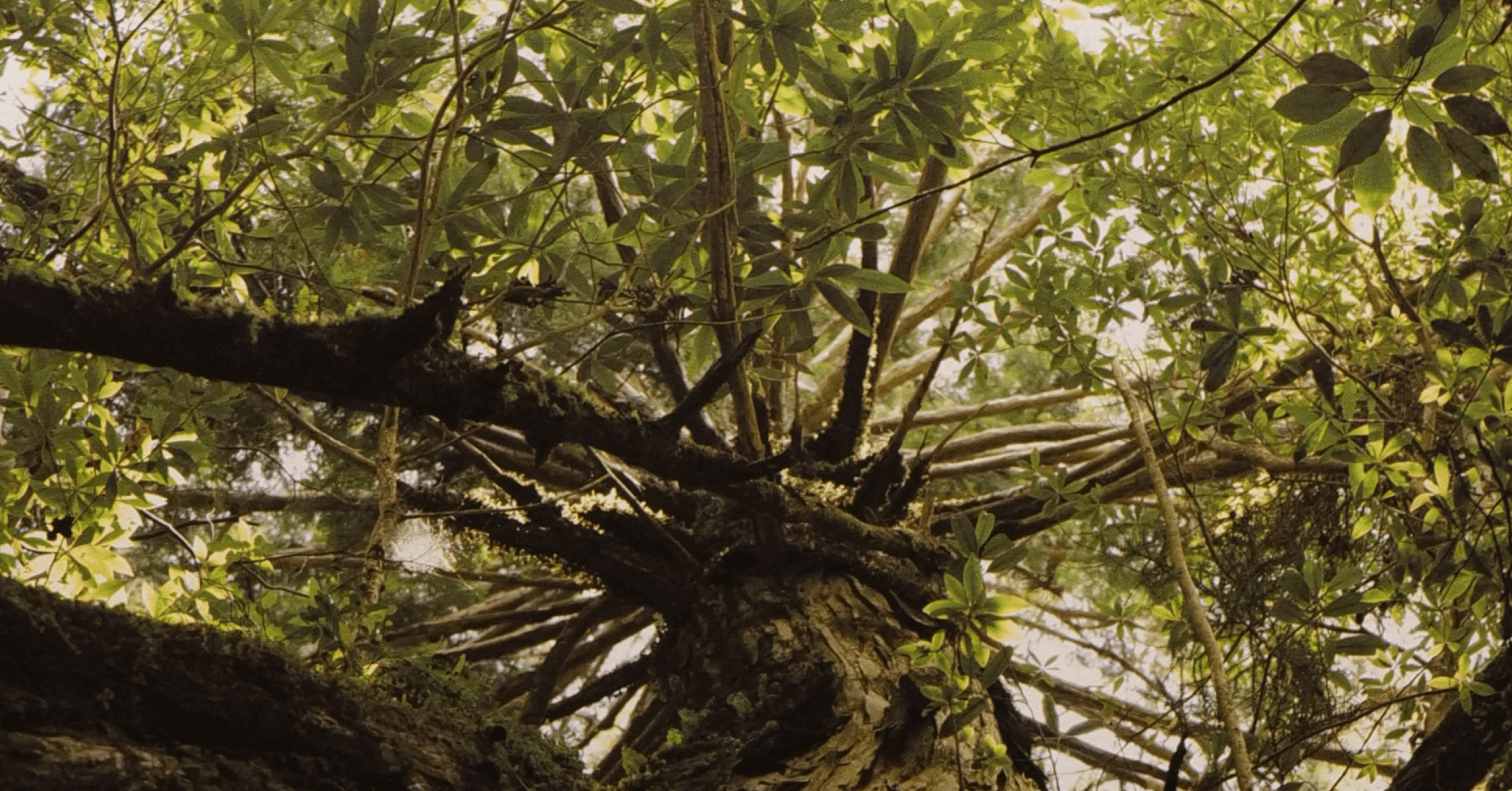 写真展に初出展｜屋久島の“命の構造”｜みよし