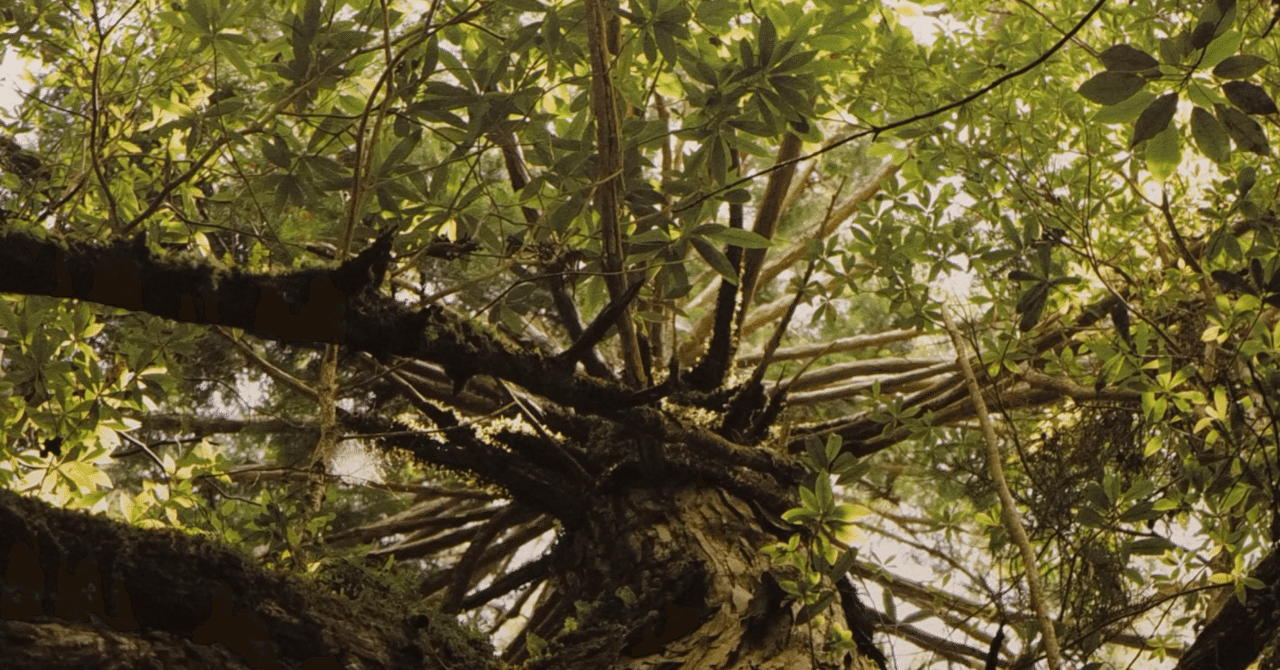 写真展に初出展｜屋久島の“命の構造”｜みよし