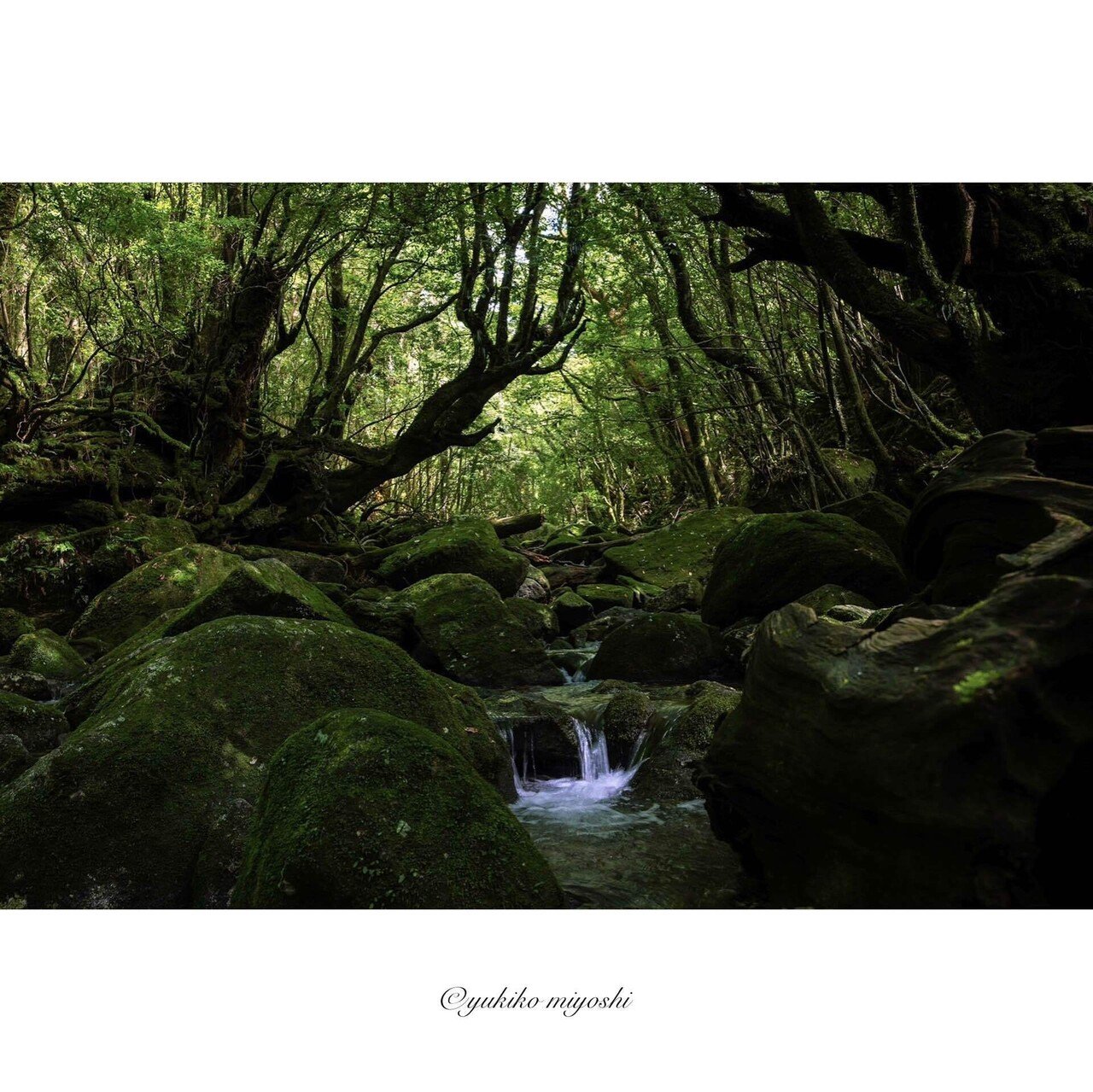 写真展に初出展｜屋久島の“命の構造”｜みよし