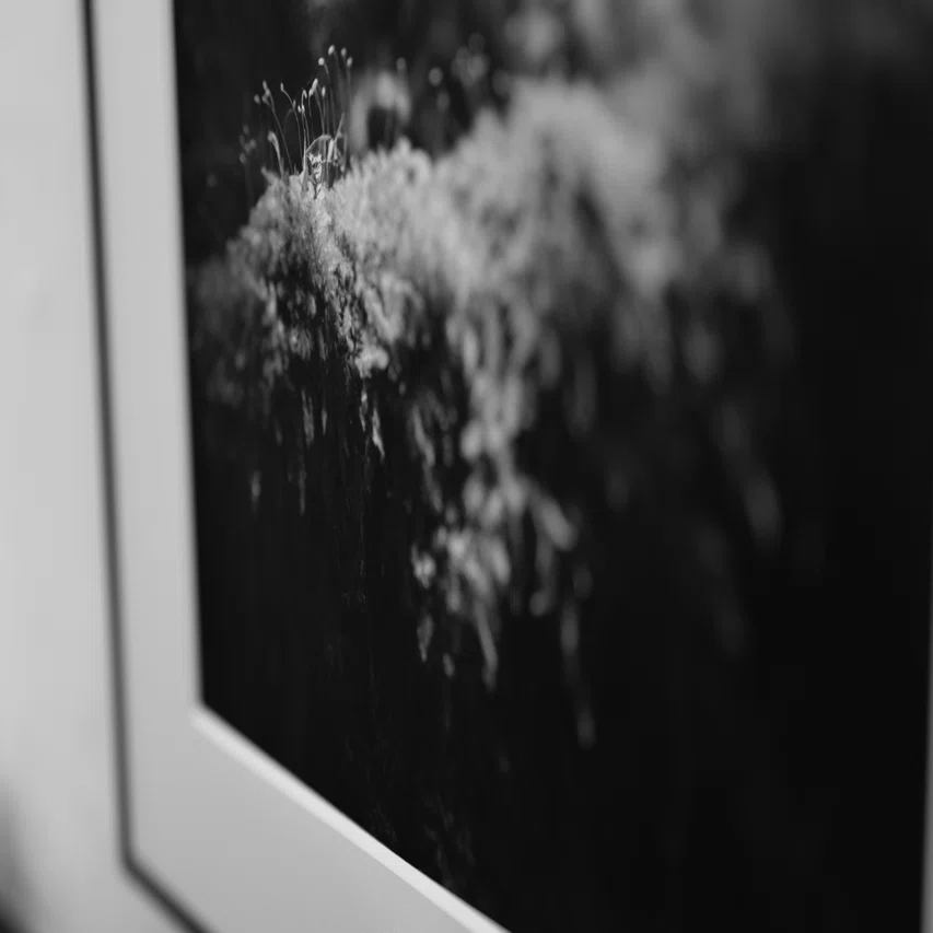 写真展に初出展｜屋久島の“命の構造”｜みよし