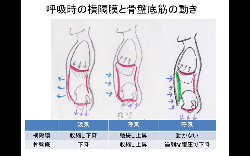 腹横筋下降