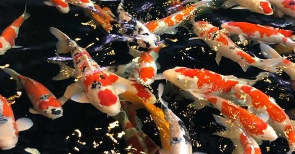 錦鯉 あるいは観賞魚 が飼えなくなったら 錦鯉のkoifan コイファン Note