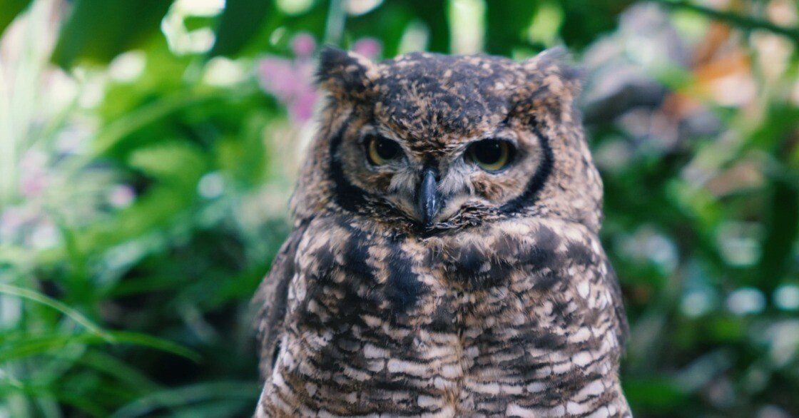 フクロウがいた！ | sigma28-70mm f2.8 DG DN｜鈴木ユートピア | 文学