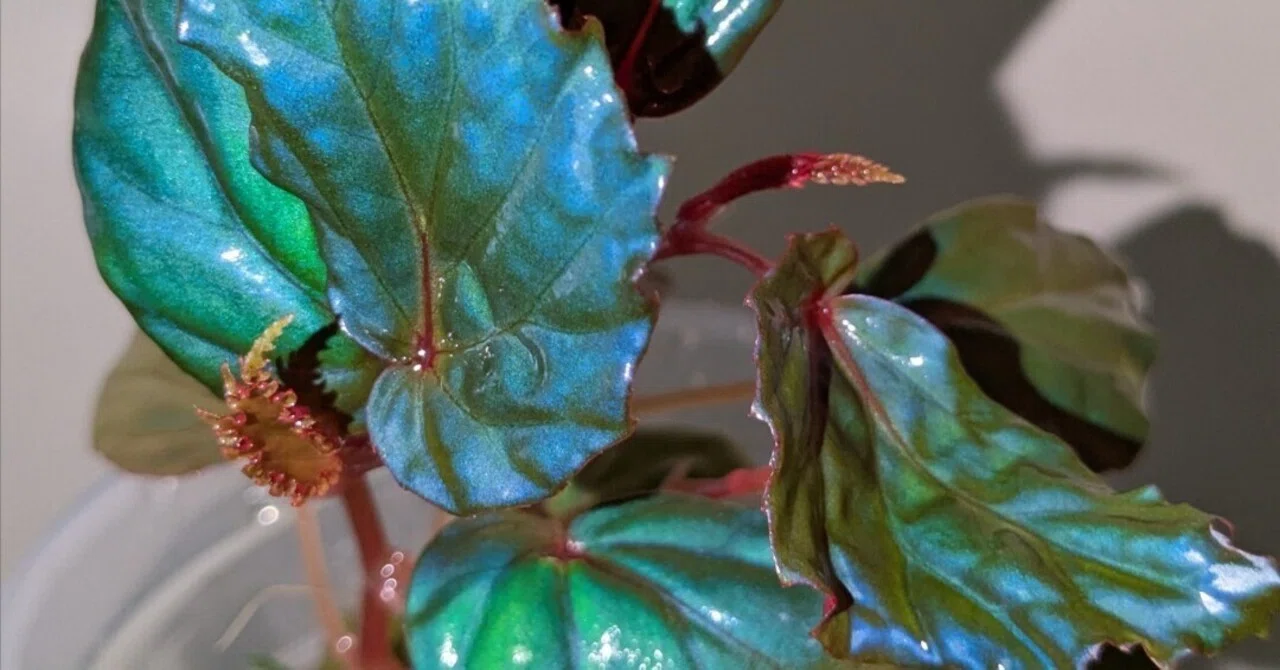 Begonia kapuashuluensisの最近｜二千夏