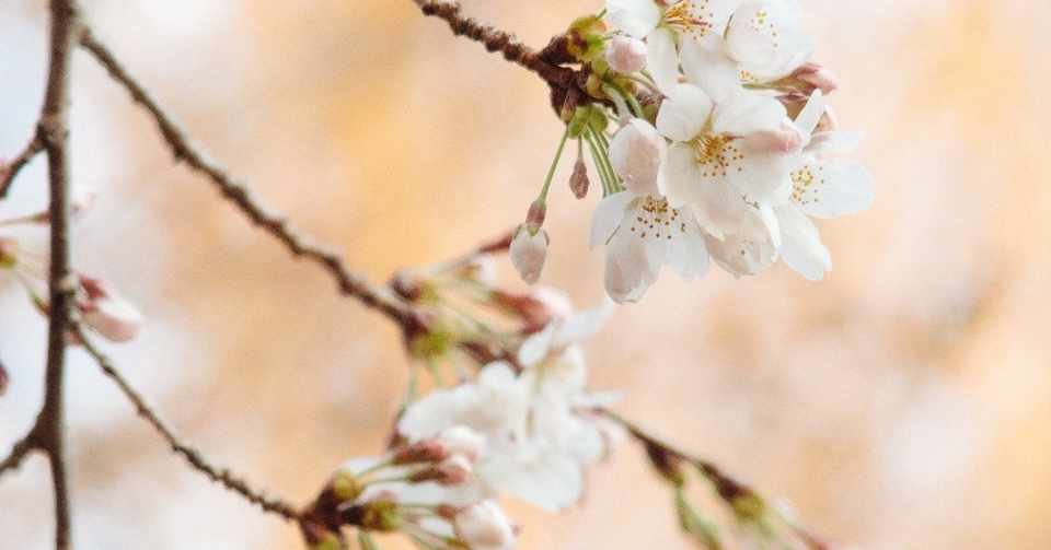 一日一考 儚さ について Sucrose0915 Note