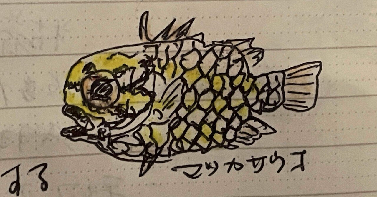マツカサウオ　標本 94323.jpg?width=1024&height=