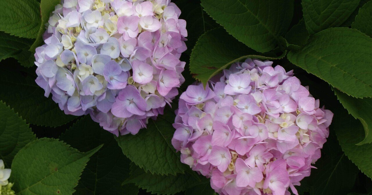 切花　紫陽花　リン　ピカソ　各1本 生花】期間限定!大島のアジサイ(青)30cm～1本に一輪つき【OT