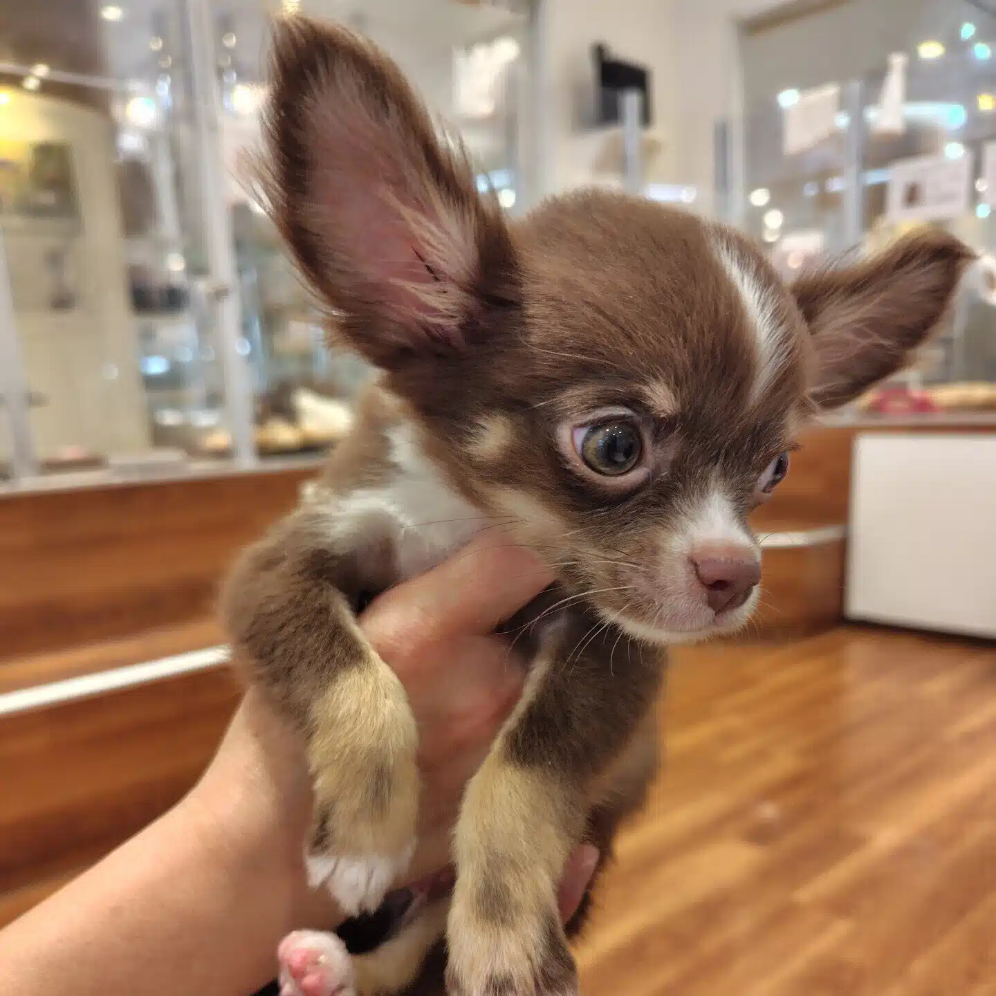 チロル🐶