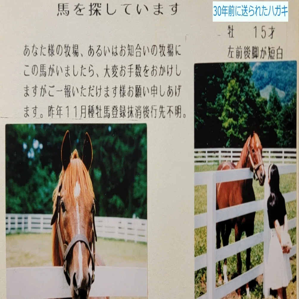 [初版・帯付]　馬の瞳を見つめて　渡辺はるみ 馬の瞳を見つめて(増補版)19｜渡辺はるみ