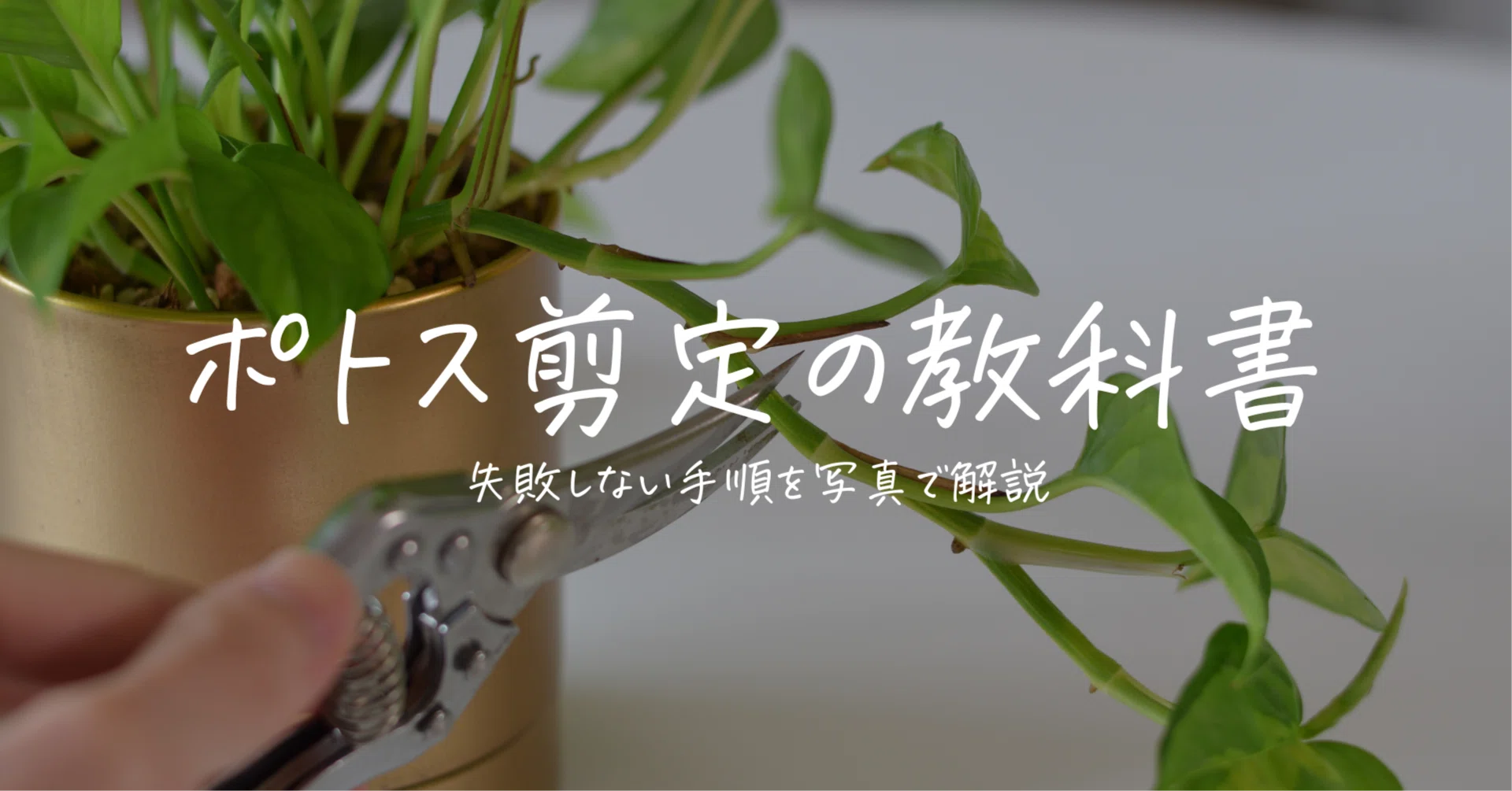 The Foolproof Textbook for Pruning Pothos |