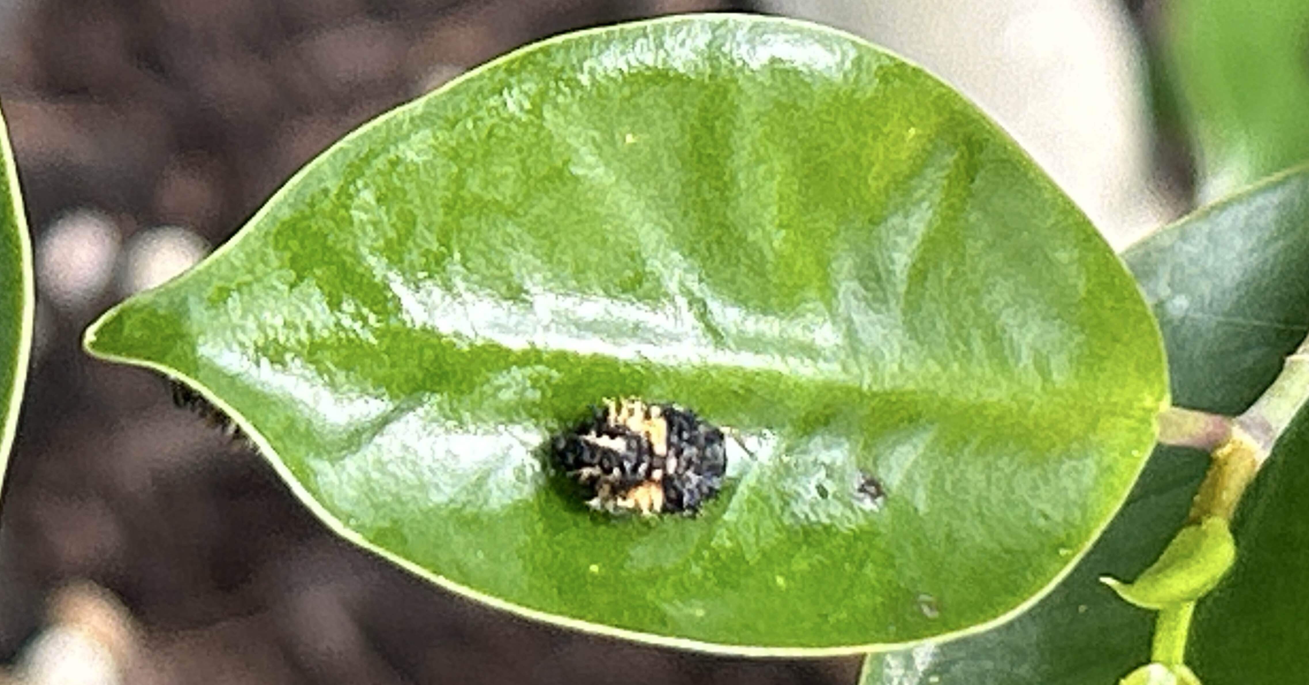 てんとう虫の蛹｜バンサのエサ