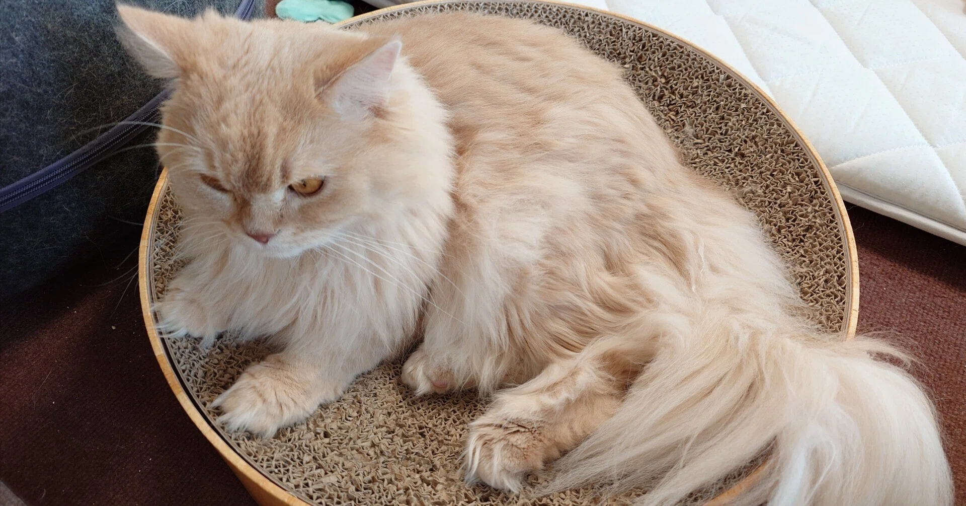 長毛 種 猫