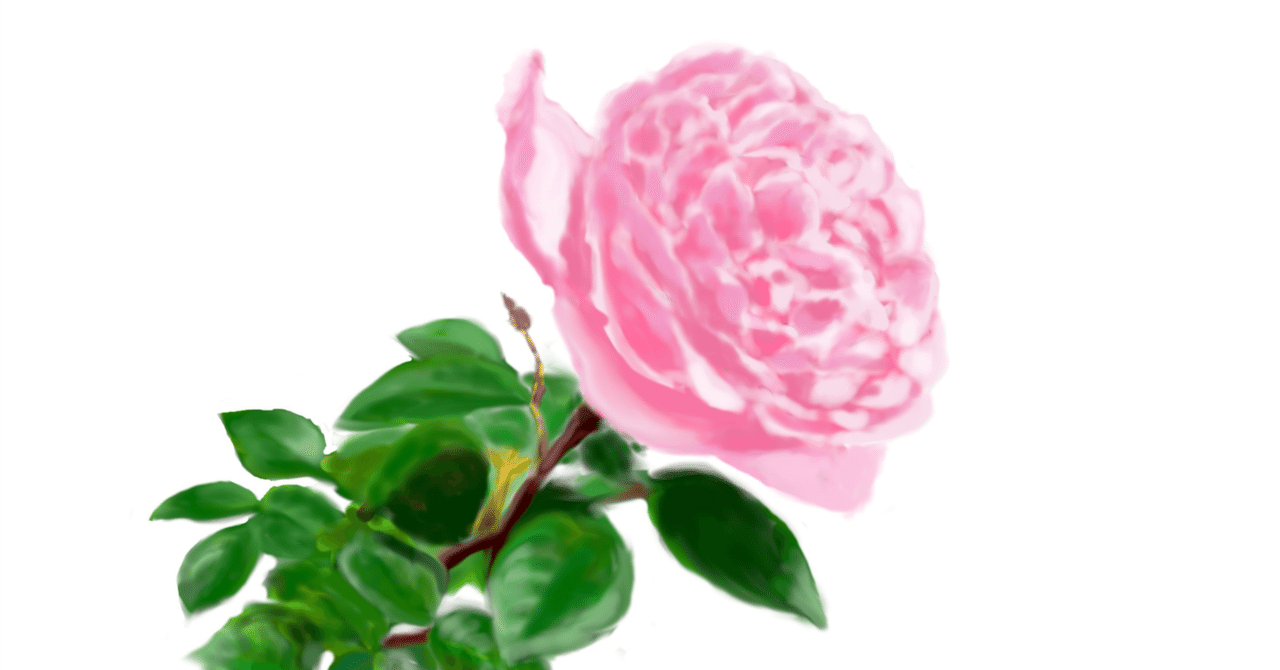 バラ苗2苗セット　ラヴァンド・ラルム&カフェ・モカ　② バラ苗2苗セット ラヴァンド・ラルム&カフェ・モカ 河本バラ園