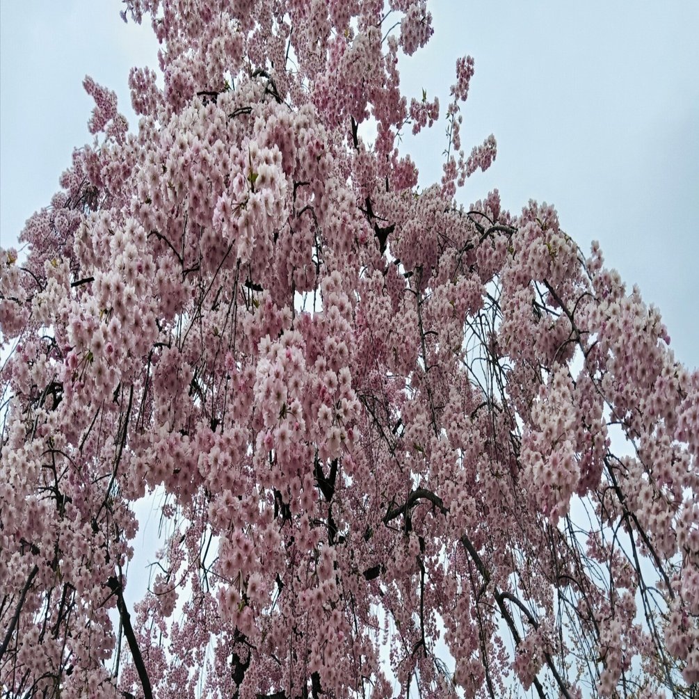 2025年の弘前さくらまつりを振り返る｜たけなみクルトン