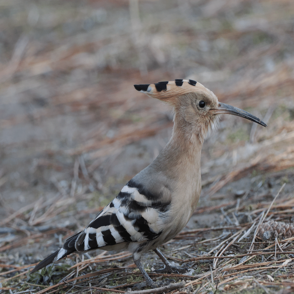 特徴的な嘴と冠羽。出会いたい旅鳥 ヤツガシラ｜くまごろう