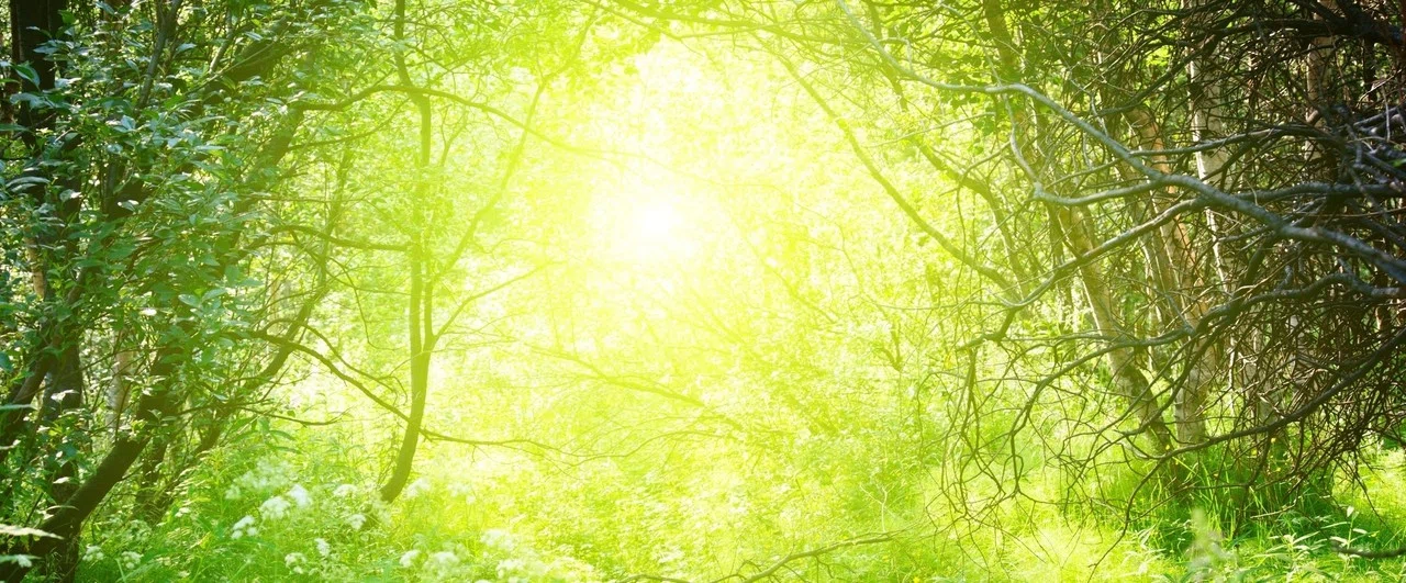 植物の音楽」装置”Music of the Plants”販売開始しました｜Music of
