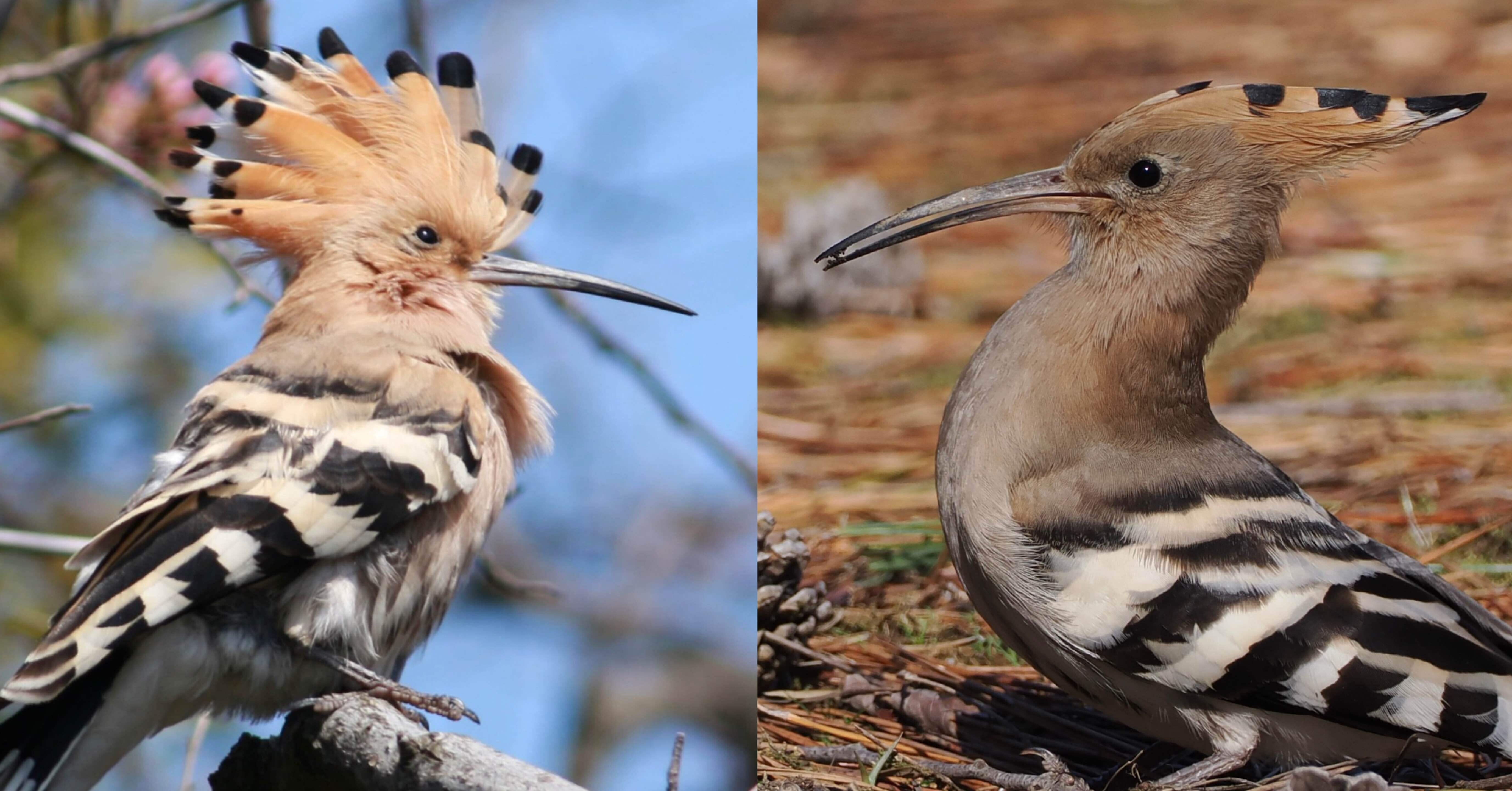 優れた品質 野鳥の羽根鳥ヤツガシラの羽根 その他