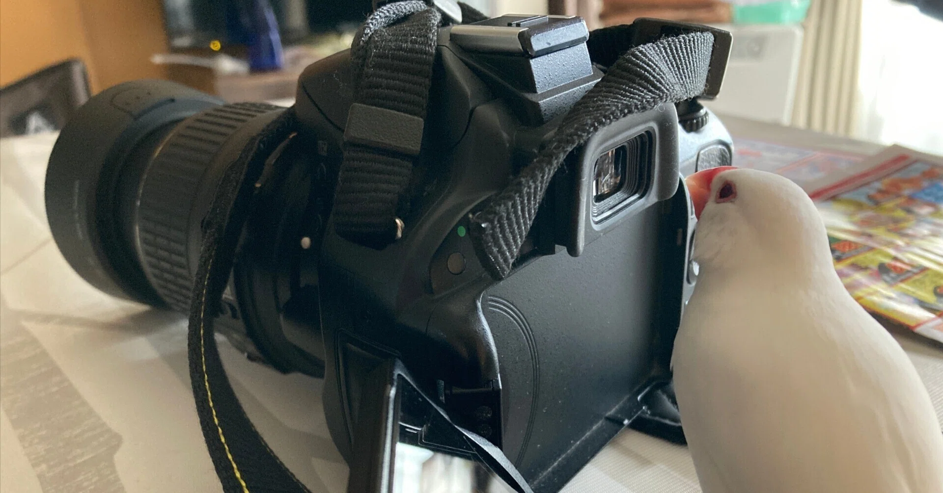 中古カメラ】中古で購入したNikon D5100を8年使い続けて分かった一眼 