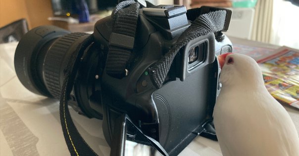 Nikon ニコン F80」 人気がないからこそおすすめしたいフィルム