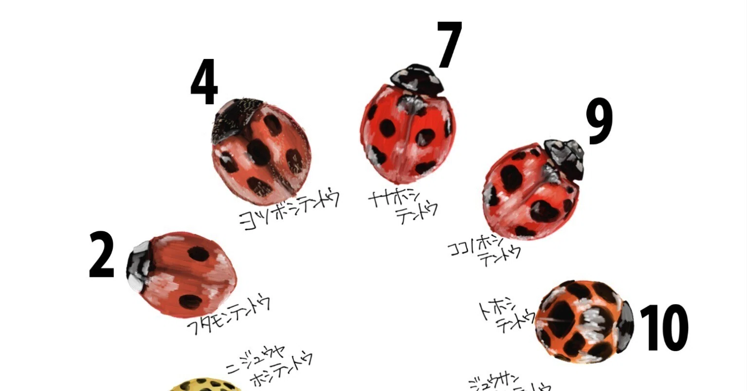 テントウムシの星の数｜くますけ｜自然ガイド・クリエイター