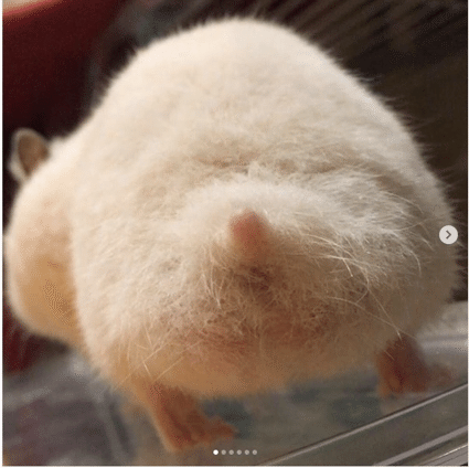 小さいけれど魅力たっぷり ハムスター 愛らしい表情としぐさに癒される いい部屋ペット いい部屋ネット 公式 Note 小さいけれど魅力たっぷり ハムスター 愛らしい表情としぐさに癒される いい部屋ペット いい部屋ネット 公式 Note