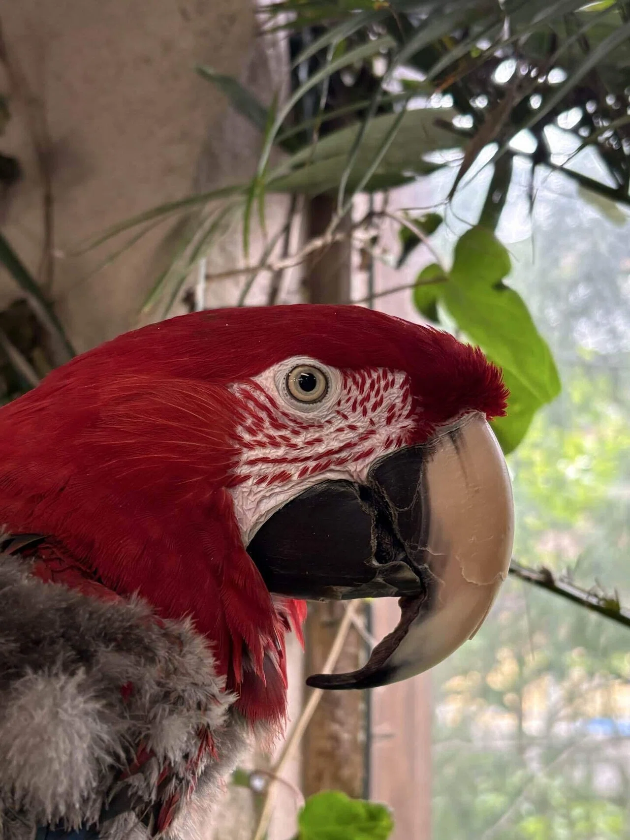 オウムインコデーって知っていますか！？｜那須どうぶつ王国公式note