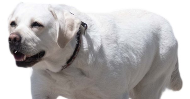 楽天ブックス: アンダルシアの犬 - ルイス・ブニュエル